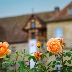 Gartenfest Schloss Eyrichshof