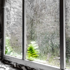 Fenster