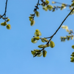 Frühling 2017