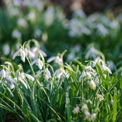 Frühling 2017
