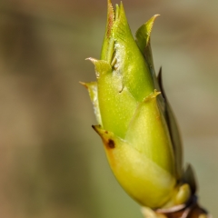 Frühling 2017