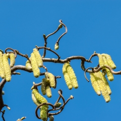 Frühling 2017