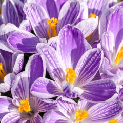 Frühling 2017