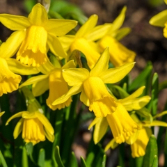 Frühling 2017