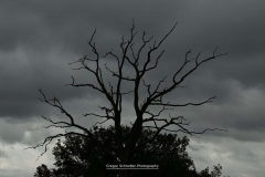 Toter Baum