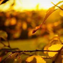 Herbst Gärtenroth 2017