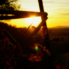 Herbst Gärtenroth 2017
