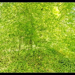 Das verlassene Kinderkurheim