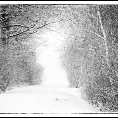 Winter Wonderland - Winterzauber B&W