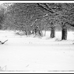 Winter Wonderland - Winterzauber B&W