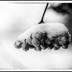 Winter Wonderland - Winterzauber B&W