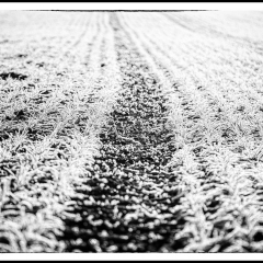 Winter Wonderland - Winterzauber B&W