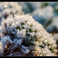 Winter Wonderland - Winterzauber