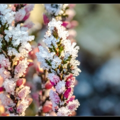 Winter Wonderland - Winterzauber