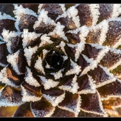 Winter Wonderland - Winterzauber