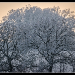 Winter Wonderland - Winterzauber