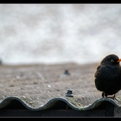 Winter Wonderland - Winterzauber