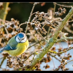 Winter Wonderland - Winterzauber