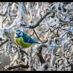 Winter Wonderland - Winterzauber