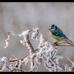 Winter Wonderland - Winterzauber