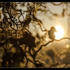 Winter Wonderland - Winterzauber