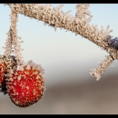 Winter Wonderland - Winterzauber