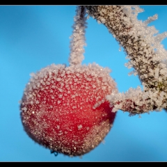 Winter Wonderland - Winterzauber