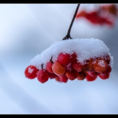 Winter Wonderland - Winterzauber