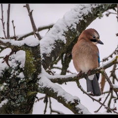 Winter Wonderland - Winterzauber