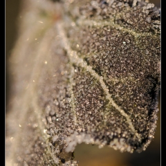 Winter Wonderland - Winterzauber