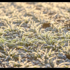 Winter Wonderland - Winterzauber