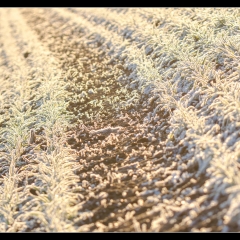 Winter Wonderland - Winterzauber